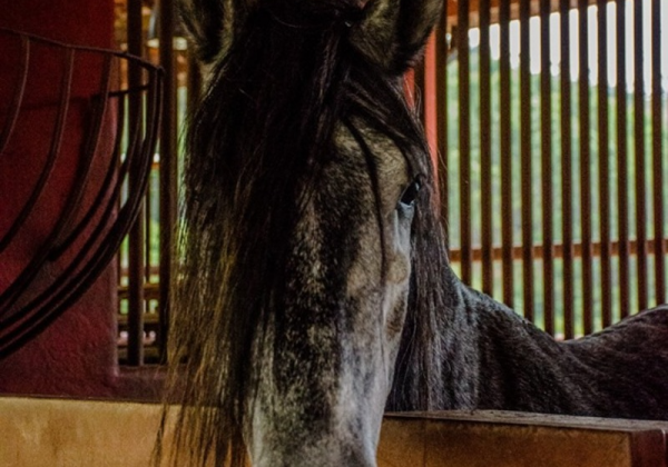 Haras Polana: Uma importante e duradoura parceria que proporciona aos visitantes um ambiente agradável para a confraternização. Foto: Tadeu Sales. - Alfa Romeo Clube do Brasil